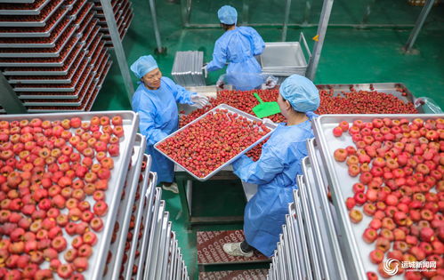 聞喜縣陽隅鎮 深加工賦能鮮果產業，小水果撬動鄉村大振興