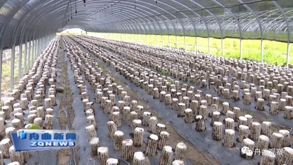 天津濱江集團深入調研我縣農副產品產業，聚焦新鮮水果零售市場新機遇